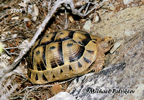 Greek Tortoise (Testudo graeca)